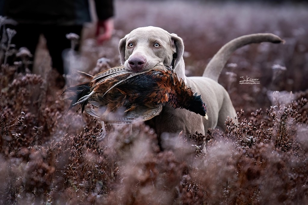 Lux — Weimaraner, fokussiert und verbunden